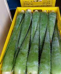 Farm Fresh Aloe Vera Leaves
