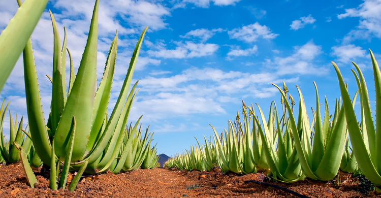 Farming the Right Variety
