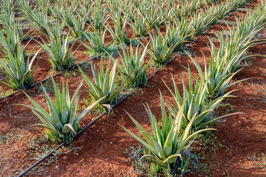 Aloe Global Aloe Vera Farm
